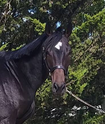 sc complete storm adopted 2