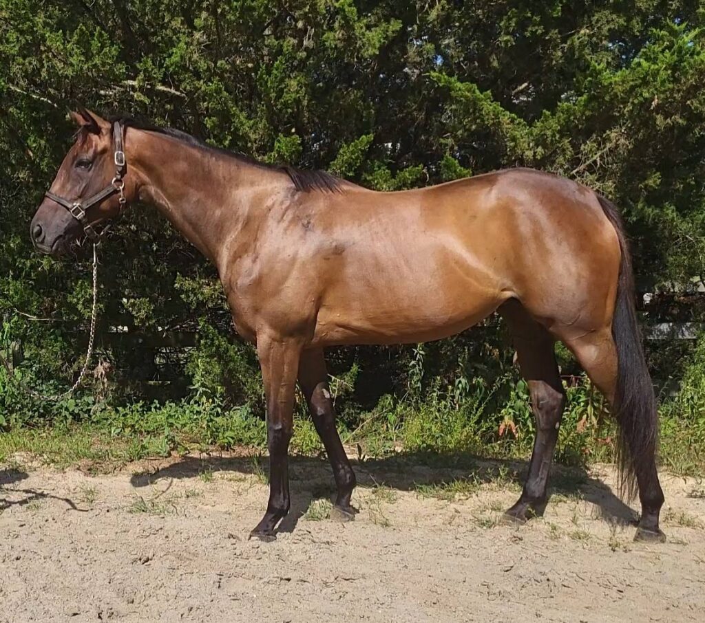 sc get groovy new left