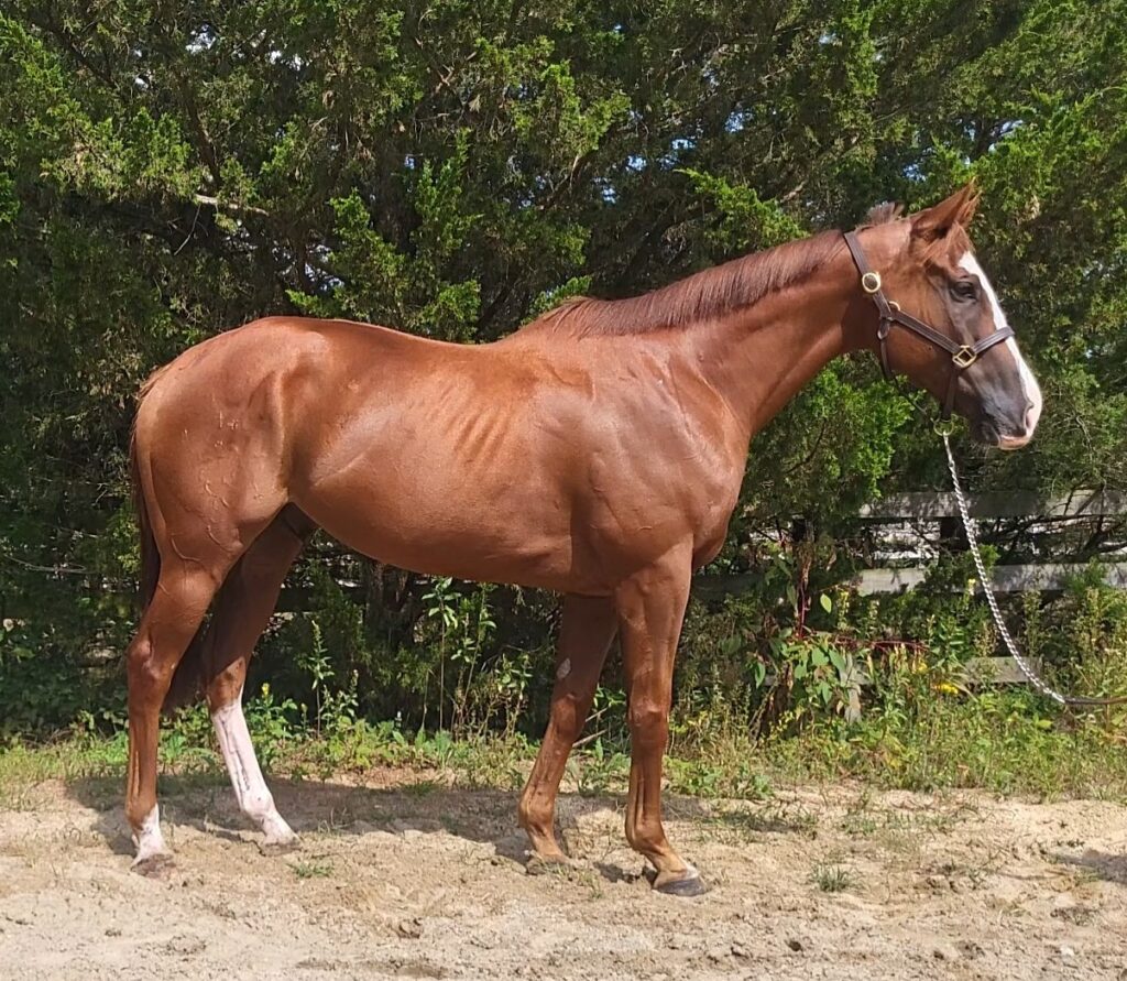 hello pop gall photo body