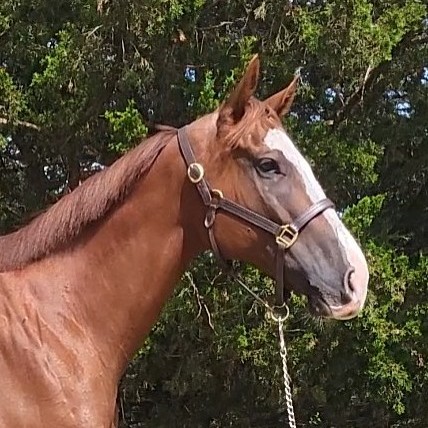 hello pop head right pic 4