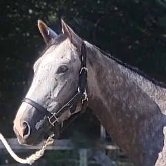 sc liams lucky lady 1 to ratio