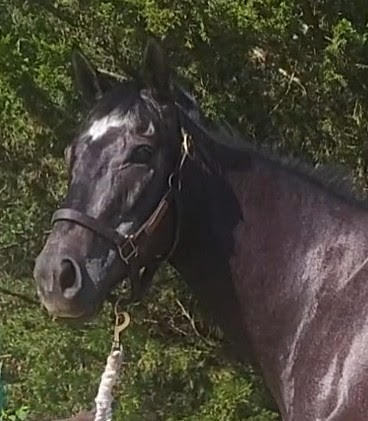 sc millies escape 1to 1 ratio