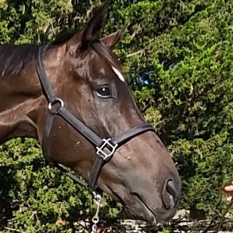 steady progress side head web