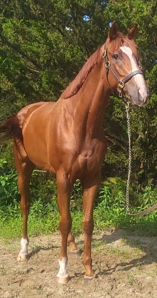 sc ward leader front new 2