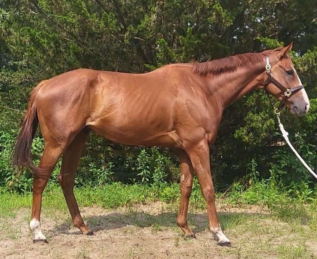 sc ward leader right new