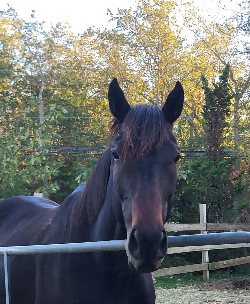 sc completed storm head shot in paddock