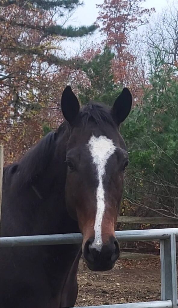 sc starlit spirit head