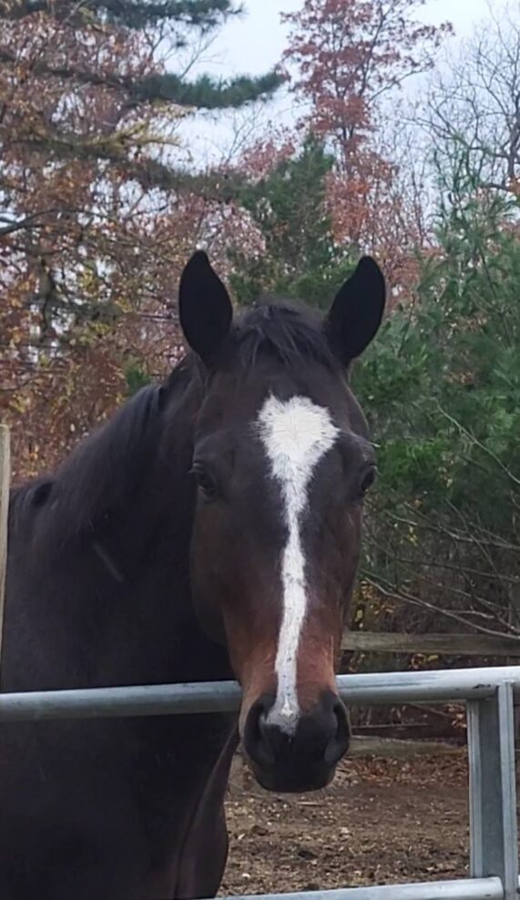 sc starlit spirit head