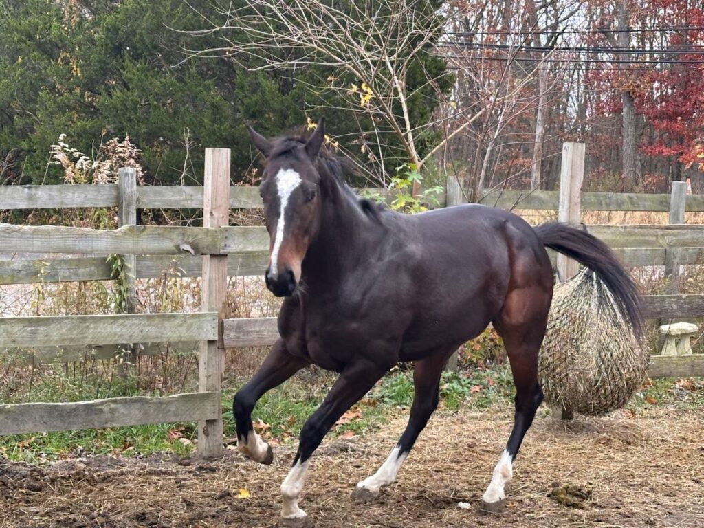 sc starlit spirit in paddock