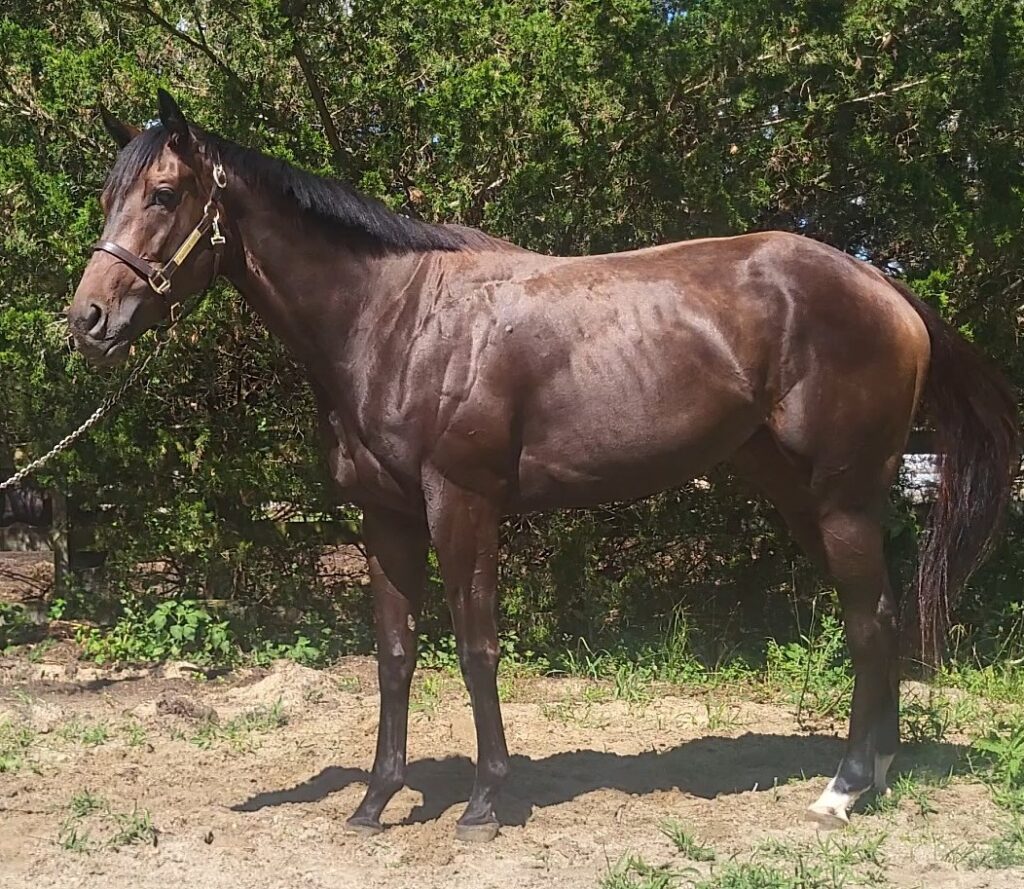 miss tiramisu (3)